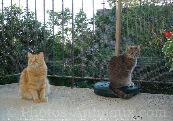 Photo de Chat domestique