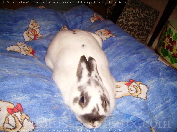 Photo de Lapin