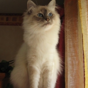 Photo de Sacr de birmanie