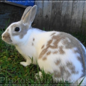 Photo de Lapin