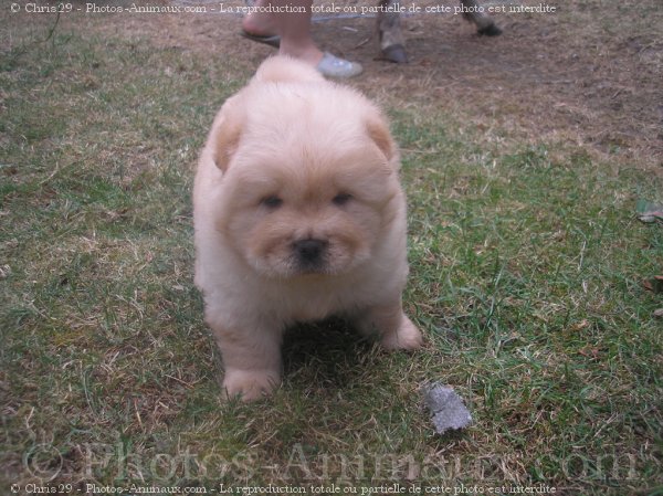 Photo de Chow chow