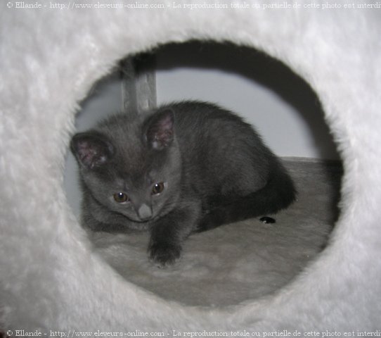 Photo de Chartreux