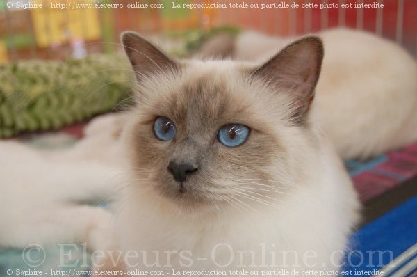 Photo de Sacr de birmanie