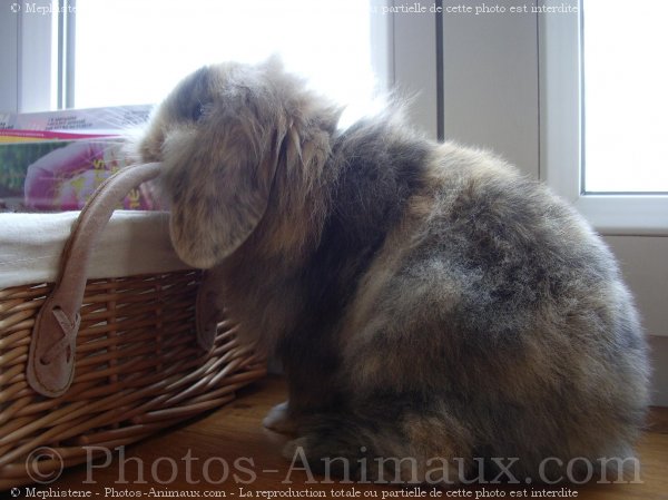 Photo de Lapin