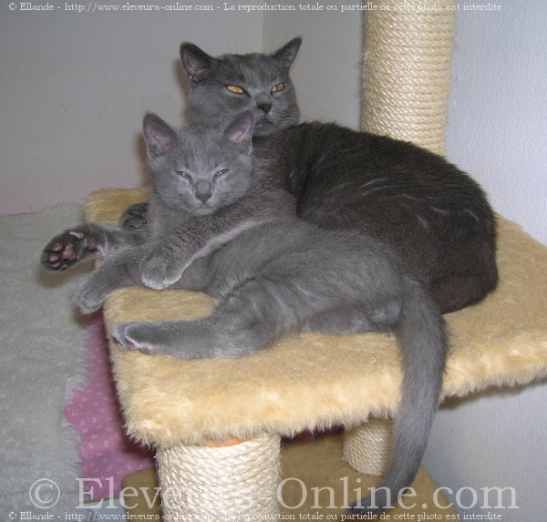 Photo de Chartreux