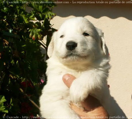 Photo de Chien de montagne des pyrnes