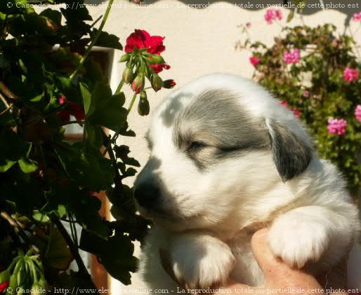 Photo de Chien de montagne des pyrnes