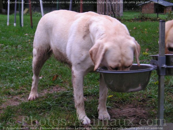 Photo de Labrador retriever