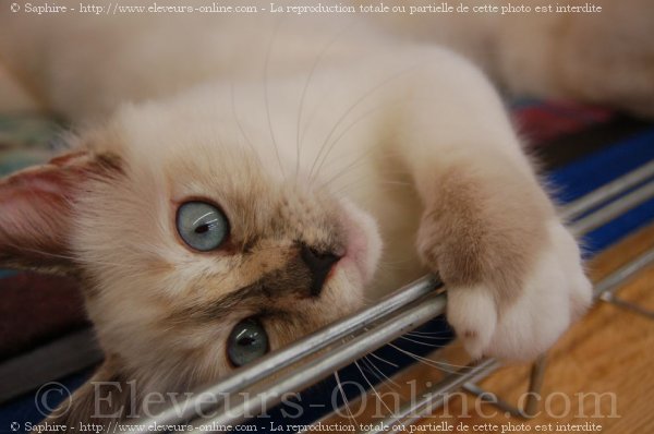 Photo de Sacr de birmanie