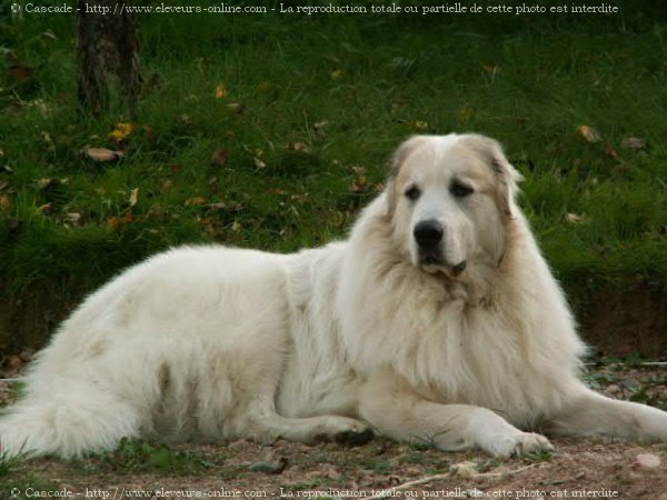 Photo de Chien de montagne des pyrnes