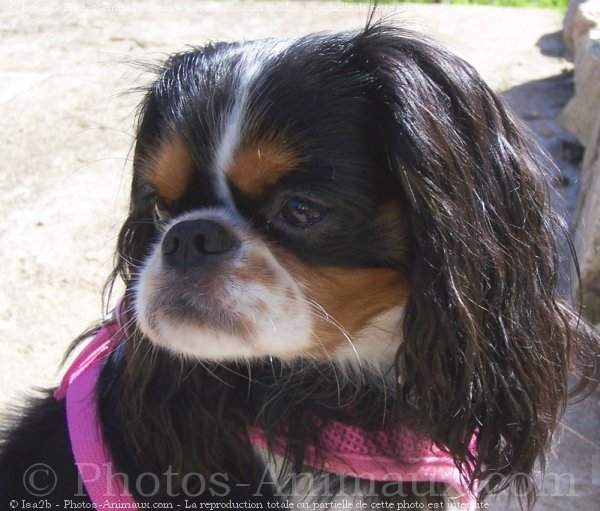 Photo de Cavalier king charles spaniel