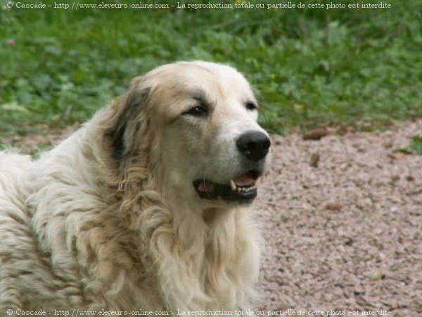 Photo de Chien de montagne des pyrnes