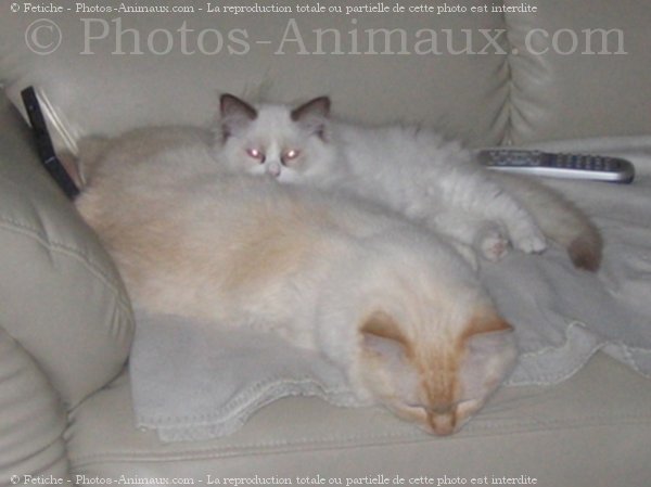 Photo de Ragdoll