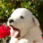 Photo de Chien de montagne des pyrnes