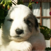 Photo de Chien de montagne des pyrnes