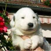 Photo de Chien de montagne des pyrnes