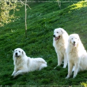 Photo de Chien de montagne des pyrnes