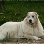 Photo de Chien de montagne des pyrnes