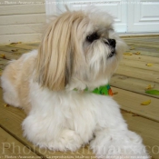 Photo de Shih tzu