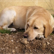 Photo de Labrador retriever