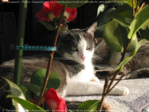 Photo de Chat domestique