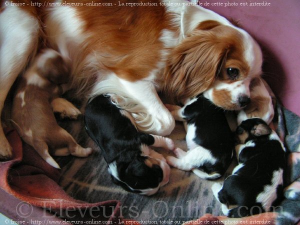 Photo de Cavalier king charles spaniel