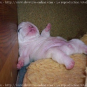 Photo de Bouledogue franais