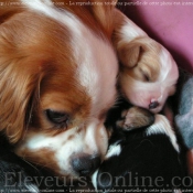 Photo de Cavalier king charles spaniel