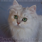 Photo de British longhair