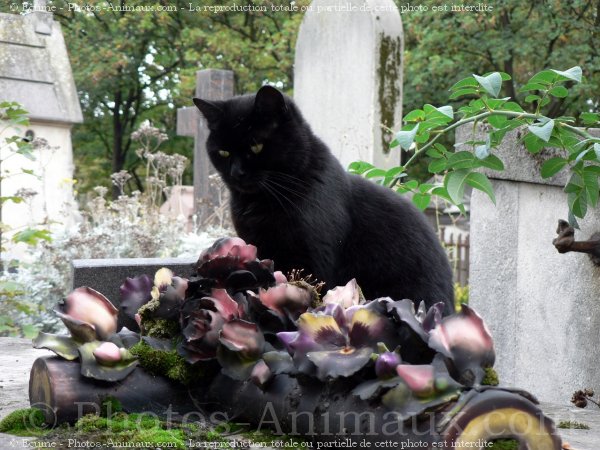 Photo de Chat domestique