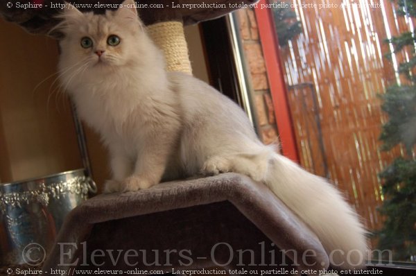 Photo de British longhair