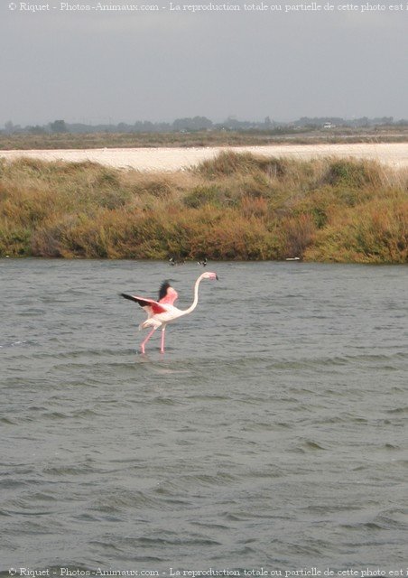 Photo de Flamand rose