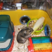 Photo de Hamster