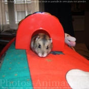 Photo de Hamster