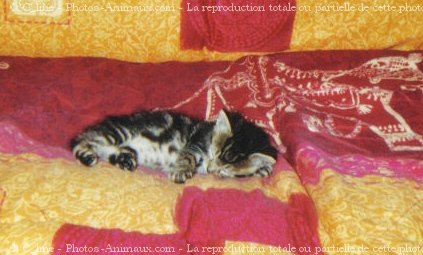 Photo de Chat domestique