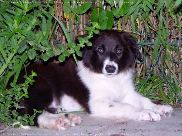 Photo de Border collie