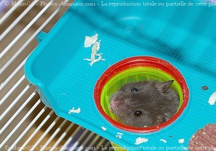 Photo de Hamster