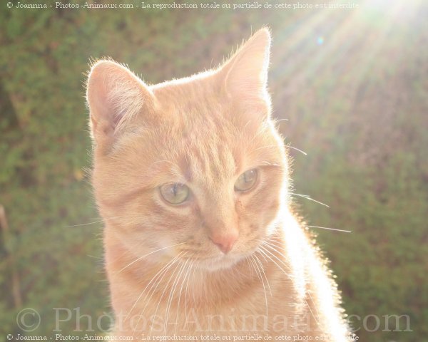 Photo de Chat domestique