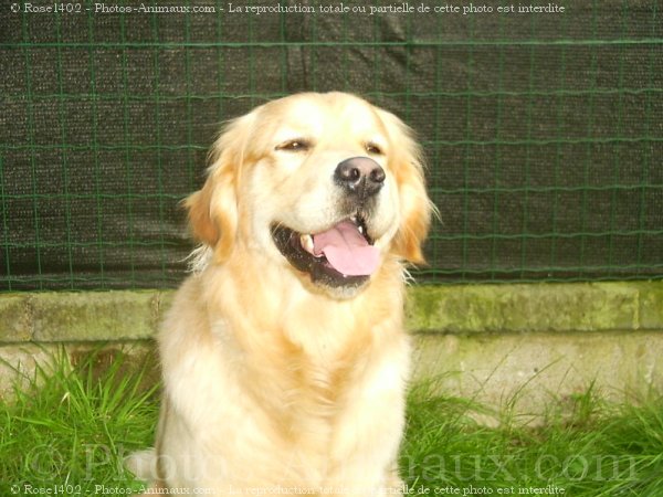 Photo de Golden retriever