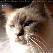 Photo de Sacr de birmanie