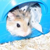 Photo de Hamster