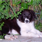 Photo de Border collie