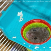 Photo de Hamster