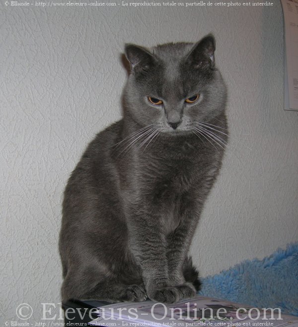 Photo de Chartreux