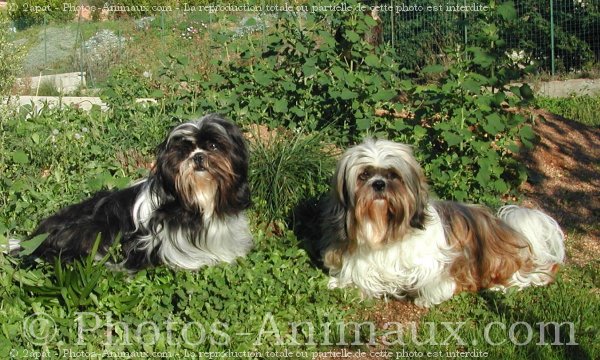 Photo de Shih tzu