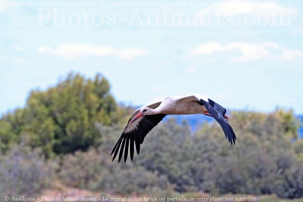 Photo de Cigogne