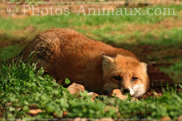 Photo de Renard