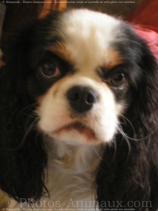 Photo de Cavalier king charles spaniel