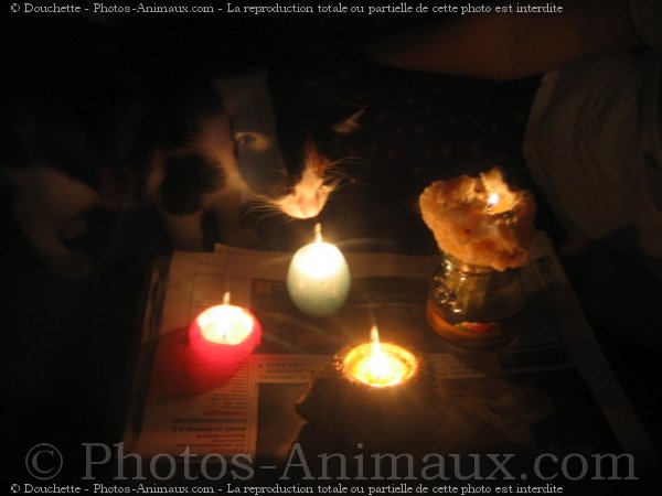 Photo de Chat domestique