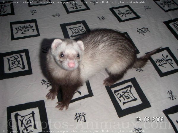 Photo de Furet